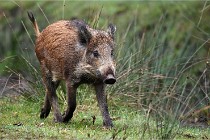 D6 Boutissaint 21-10-09 3475   Photo ACG