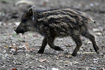 D6 Boutissaint 21-10-09 3712   Photo ACG