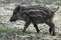 D6 Boutissaint 21-10-09 3717   Photo ACG