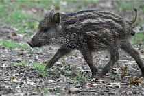 D6 Boutissaint 21-10-09 3718   Photo ACG