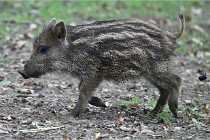 D6 Boutissaint 21-10-09 3719   Photo ACG