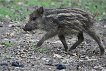 D6 Boutissaint 21-10-09 3720   Photo ACG