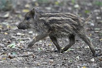 D6 Boutissaint 21-10-09 3721   Photo ACG