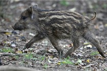 D6 Boutissaint 21-10-09 3723   Photo ACG