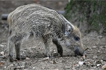 D6 Boutissaint 21-10-09 3724   Photo ACG