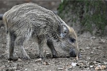 D6 Boutissaint 21-10-09 3725   Photo ACG