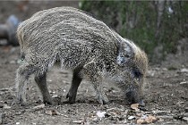 D6 Boutissaint 21-10-09 3728   Photo ACG