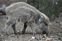 D6 Boutissaint 21-10-09 3730   Photo ACG