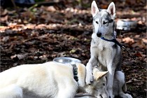 2021-11-06 Chiens de traîneau