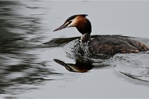 D500 Chanteraine 22-02-23 0017  Photos ACG 2021