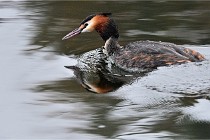 D500 Chanteraine 22-02-23 0020  Photos ACG 2021