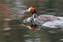 D500 Chanteraine 22-02-23 0027  Photos ACG 2021