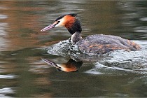 D500 Chanteraine 22-02-23 0028  Photos ACG 2021