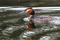 D500 Chanteraine 22-02-23 0033  Photos ACG 2021