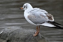 D500 Chanteraine 22-02-23 0059  Photos ACG 2021