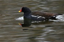 D500 Chanteraine 22-02-23 0149  Photos ACG 2021