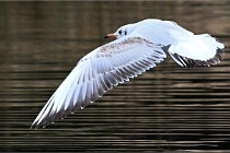 D500 Chanteraine 22-02-23 0168  Photos ACG 2021