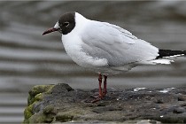 D500 Chanteraine 22-02-23 0181  Photos ACG 2021