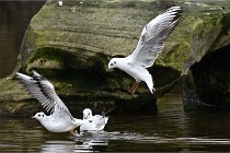 D500 Chanteraine 22-02-23 0186  Photos ACG 2021