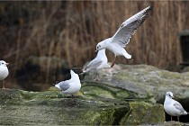 D500 Chanteraine 22-02-23 0189  Photos ACG 2021