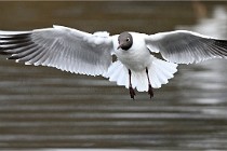 D500 Chanteraine 22-02-23 0192  Photos ACG 2021