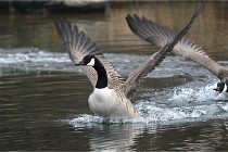 D500 Chanteraine 22-02-23 0247  Photos ACG 2021