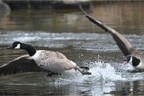 D500 Chanteraine 22-02-23 0248  Photos ACG 2021