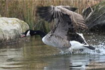 D500 Chanteraine 22-02-23 0256  Photos ACG 2021