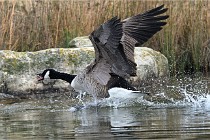 D500 Chanteraine 22-02-23 0257  Photos ACG 2021