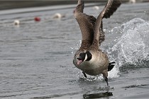 D500 Chanteraine 22-02-23 0263  Photos ACG 2021