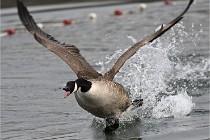 2022-02-23 Chanteraine