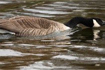 D500 Chanteraine 22-02-23 0273  Photos ACG 2021