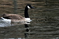 D500 Chanteraine 22-02-23 0284  Photos ACG 2021