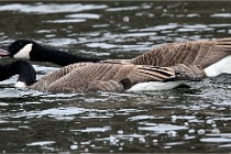 D500 Chanteraine 22-02-23 0285  Photos ACG 2021