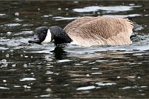 D500 Chanteraine 22-02-23 0287  Photos ACG 2021