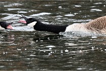 D500 Chanteraine 22-02-23 0288  Photos ACG 2021