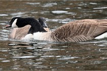 D500 Chanteraine 22-02-23 0295  Photos ACG 2021