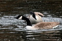 D500 Chanteraine 22-02-23 0296  Photos ACG 2021