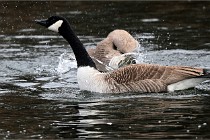 D500 Chanteraine 22-02-23 0297  Photos ACG 2021