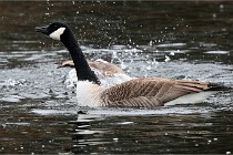 D500 Chanteraine 22-02-23 0298  Photos ACG 2021