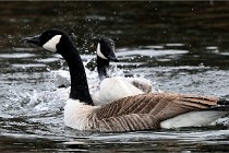 D500 Chanteraine 22-02-23 0299  Photos ACG 2021