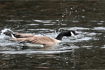 D500 Chanteraine 22-02-23 0302  Photos ACG 2021