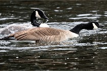 D500 Chanteraine 22-02-23 0303  Photos ACG 2021