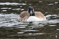 D500 Chanteraine 22-02-23 0305  Photos ACG 2021