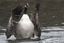 D500 Chanteraine 22-02-23 0307  Photos ACG 2021