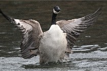 D500 Chanteraine 22-02-23 0308  Photos ACG 2021