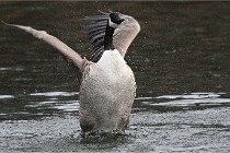 D500 Chanteraine 22-02-23 0309  Photos ACG 2021