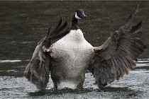 D500 Chanteraine 22-02-23 0310  Photos ACG 2021