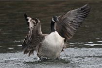 D500 Chanteraine 22-02-23 0311  Photos ACG 2021