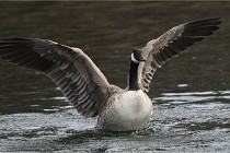 D500 Chanteraine 22-02-23 0312  Photos ACG 2021